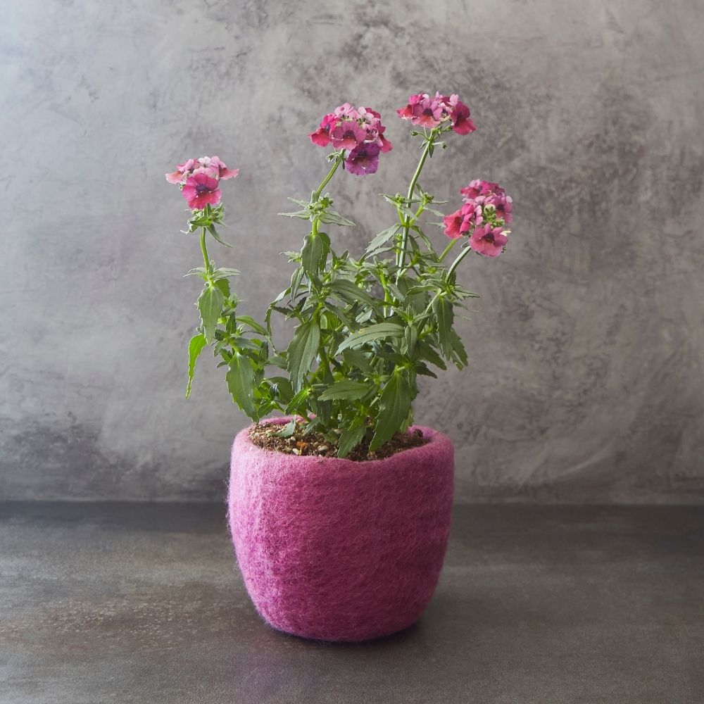 Nepal buying Hand Pressed Sheep Wool Tortoise Felt Planter