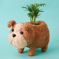 Bull Dog Coir Succulent Planter