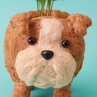 Bull Dog Coir Succulent Planter