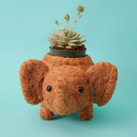 Elephant Coir Succulent Planter