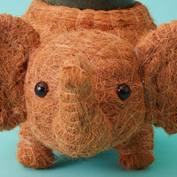 Elephant Coir Succulent Planter