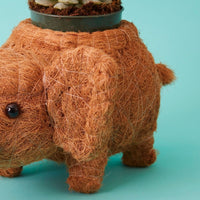 Elephant Coir Succulent Planter