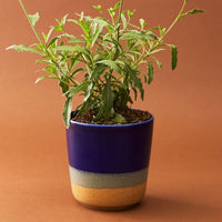 Ocean Ceramic Planter Set
