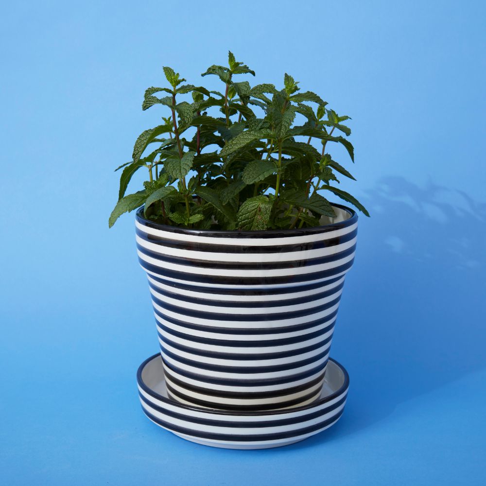black and white striped pot plant Black Striped Ceramic Large Planter – Artisan Variety