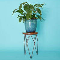 Short Iron Plant Stand