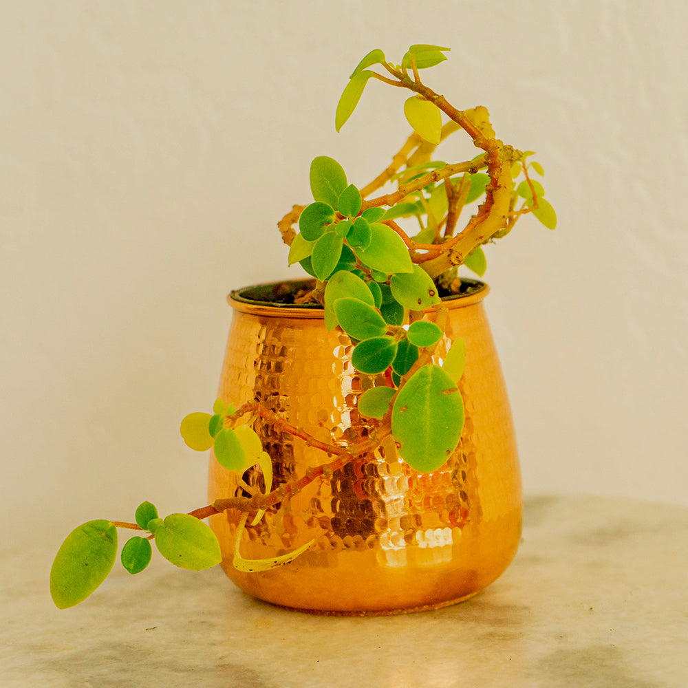 copper succulent Small Hand Hammered Copper Succulent Pot – Artisan Variety