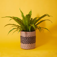 Small Seagrass Woven Basket, Natural Black, 9" Wide