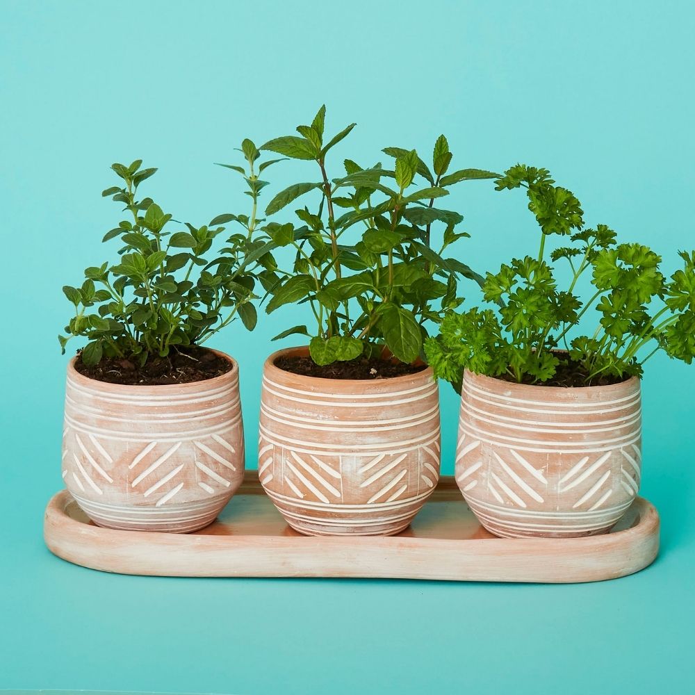 Small Terracotta Pot Tray Set