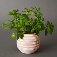 Small Striped Terracotta Pot