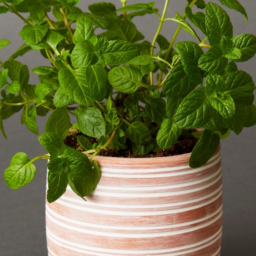 Small Striped Terracotta Pot