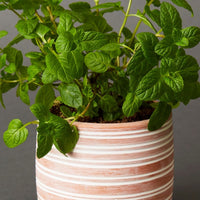 4.5" Small Striped Terracotta Pot