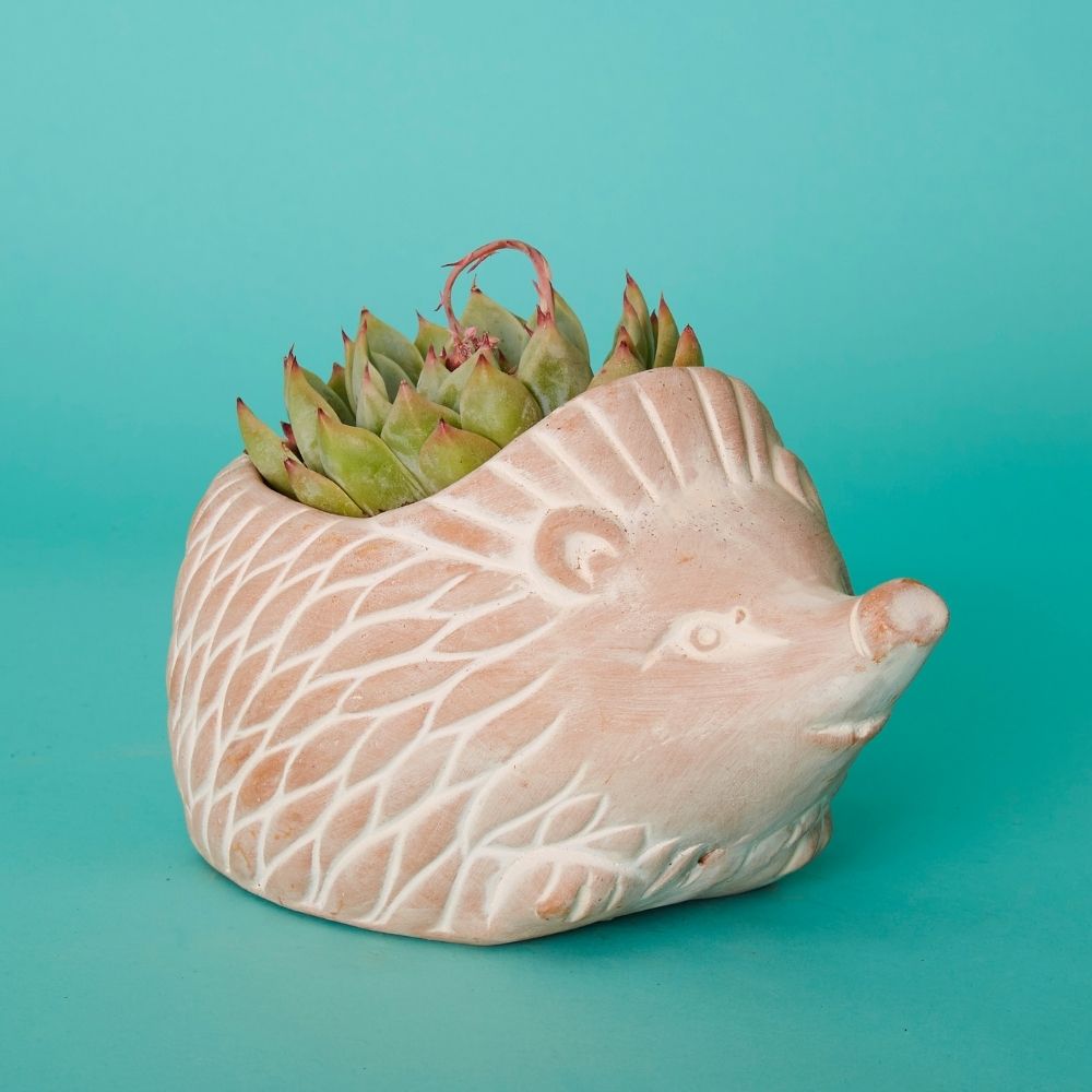 Small Terracotta Hedgehog Pot