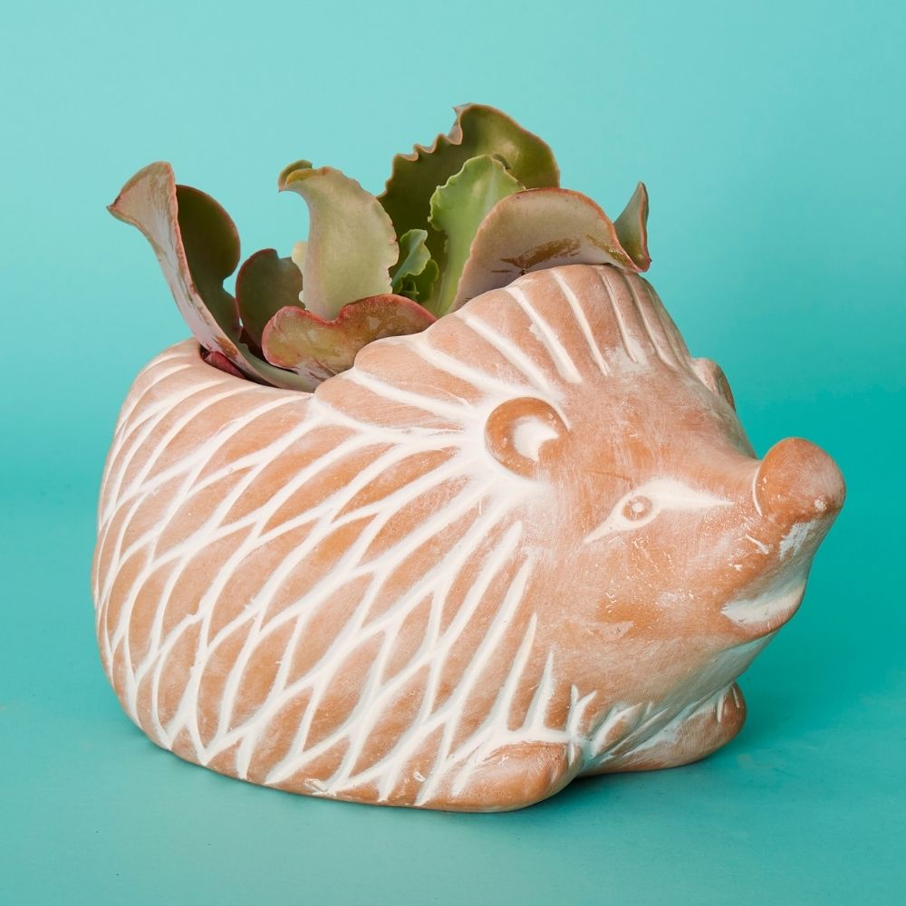 Terracotta Hedgehog Pot Set