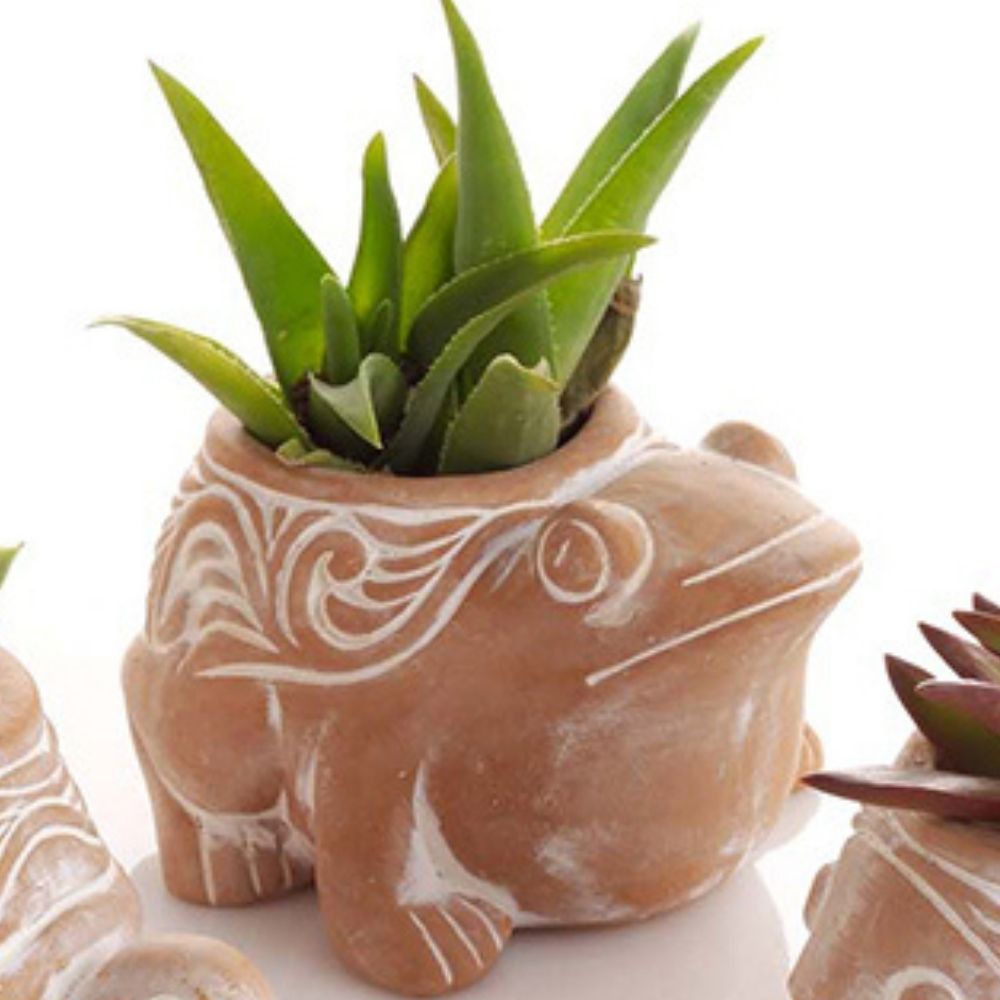 Mini Terracotta Fish Frog Turtle Pot Set