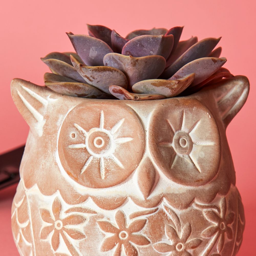 Small Floral Terracotta Owl Pot
