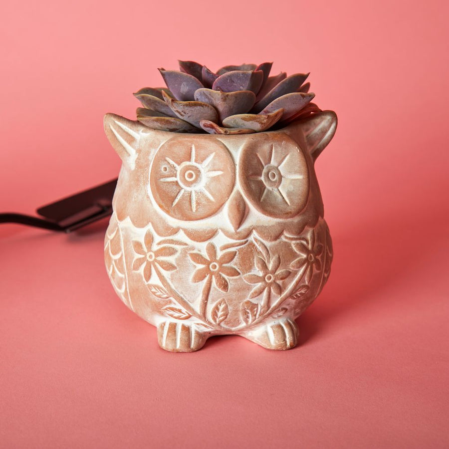 Small Floral Terracotta Owl Hedgehog Snail Pot Set