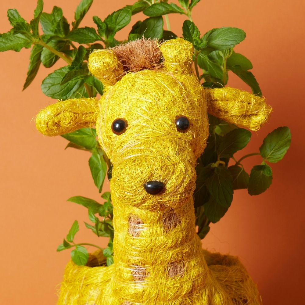 giraffe succulent planter Giraffe Coir Succulent Planter – Artisan Variety