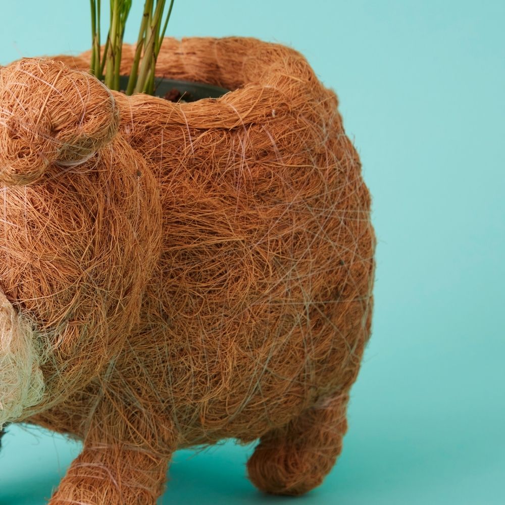 succulent coco coir Bull Dog Coir Succulent Planter – Artisan Variety