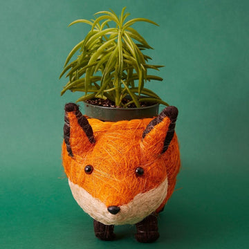 Fox Coir Succulent Planter