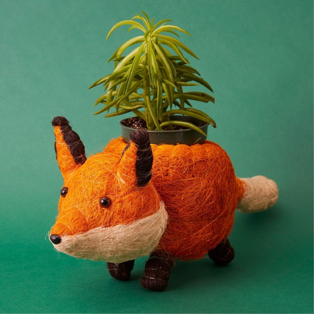 Fox Coir Succulent Planter