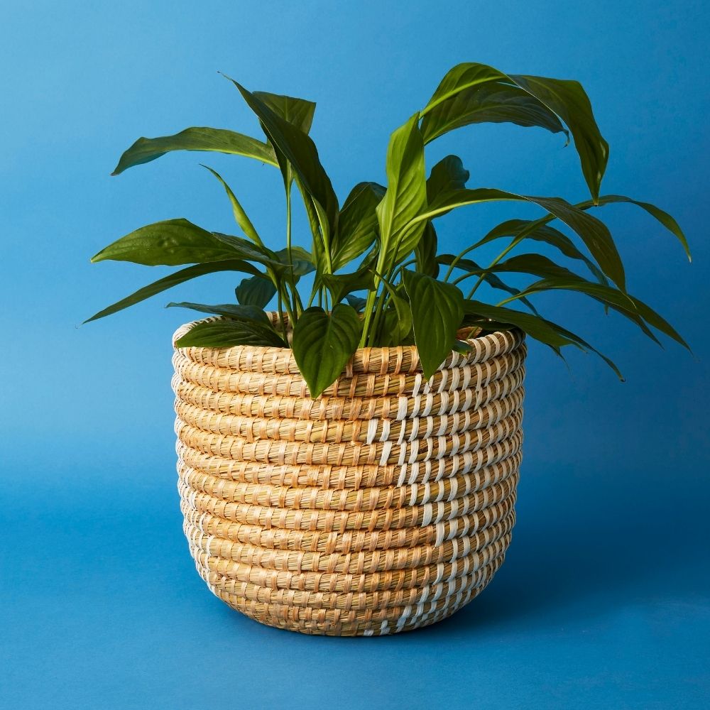 14" Small Grass Ribbon Planter Shelf Basket Set of 3