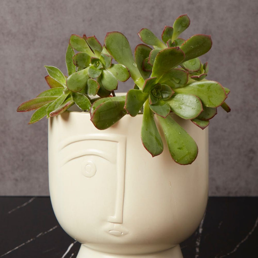 Kisii Soapstone White Face Succulent Pot