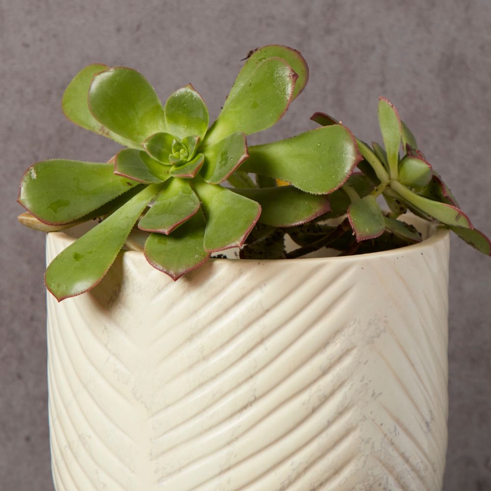 Kisii Soapstone White Footed Succulent Pot