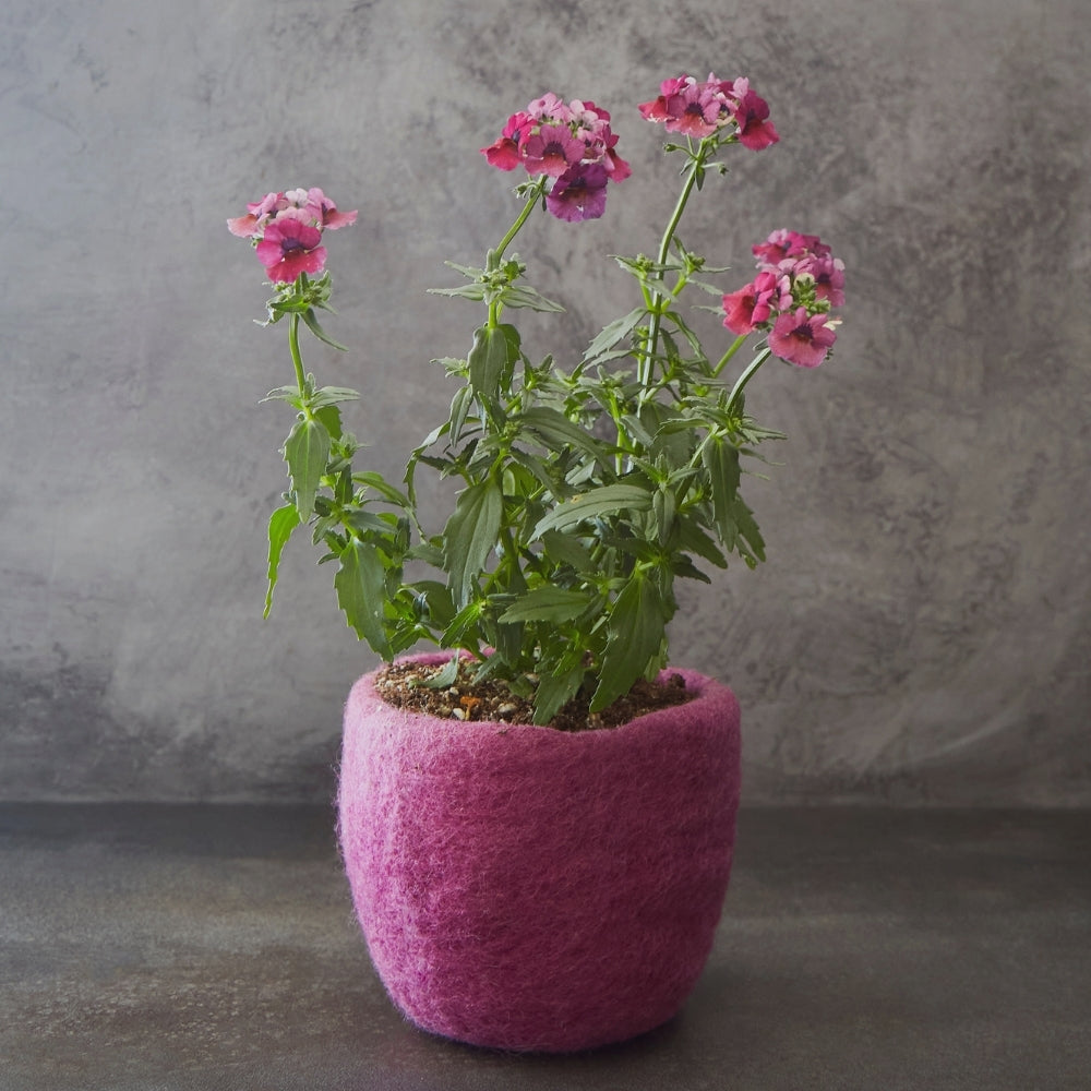 Pink Felt Hanging Succulent Planter Set