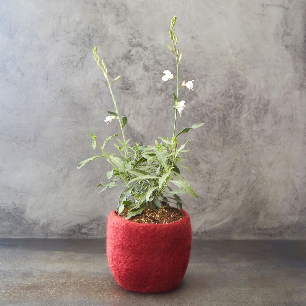 Burgundy Felt Succulent Planter
