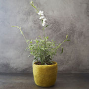Olive Green Felt Succulent Planter