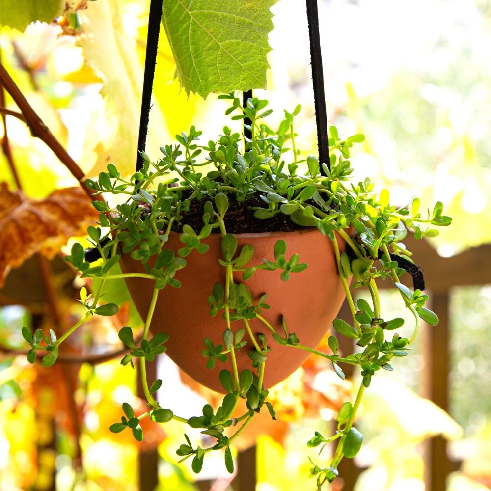 Terracotta Leather Hanging Planter