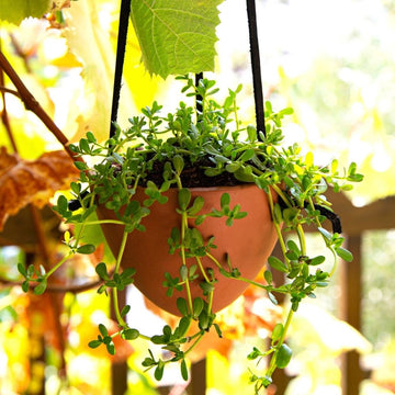 Terracotta Leather Hanging Planter