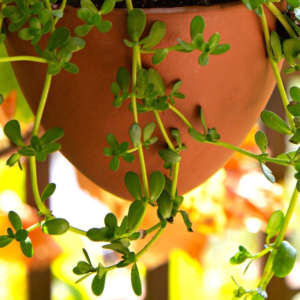 Terracotta Leather Hanging Planter