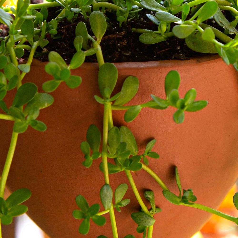 Terracotta Leather Hanging Planter