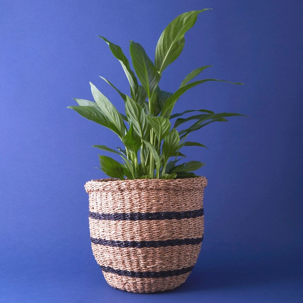 12" Small Stripes Seagrass Tumbler Planter Shelf Basket
