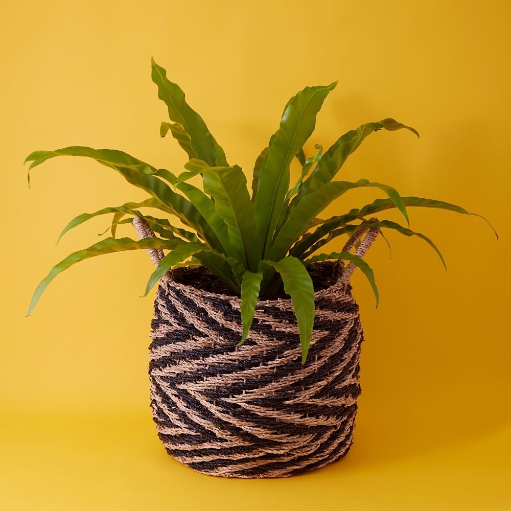 14" Small Zig Zag Seagrass Planter Shelf Basket