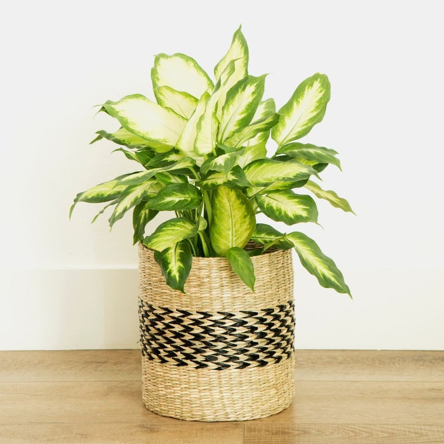 10" Small Seagrass Herringbone Planter Shelf Basket