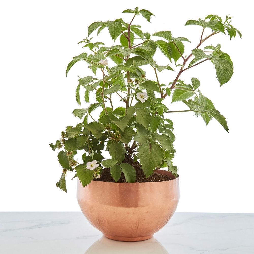 Large Pure Raw Copper Planter